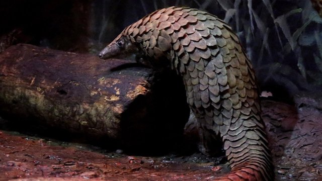 Pangolin Daily Current Affairs Update | 18 Feb 2020