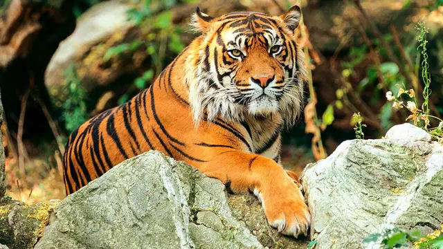 Bengal Tiger Daily Current Affairs Update | 9 May 2020