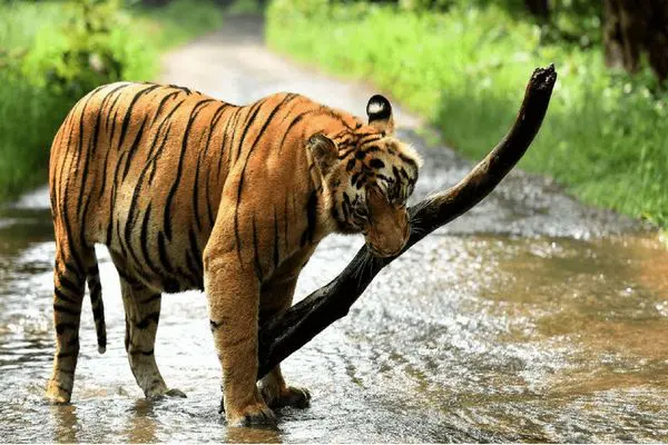Pilibhit Tiger Reserve Reopens For Visitors Daily Current Affairs Update | 05 October 2021